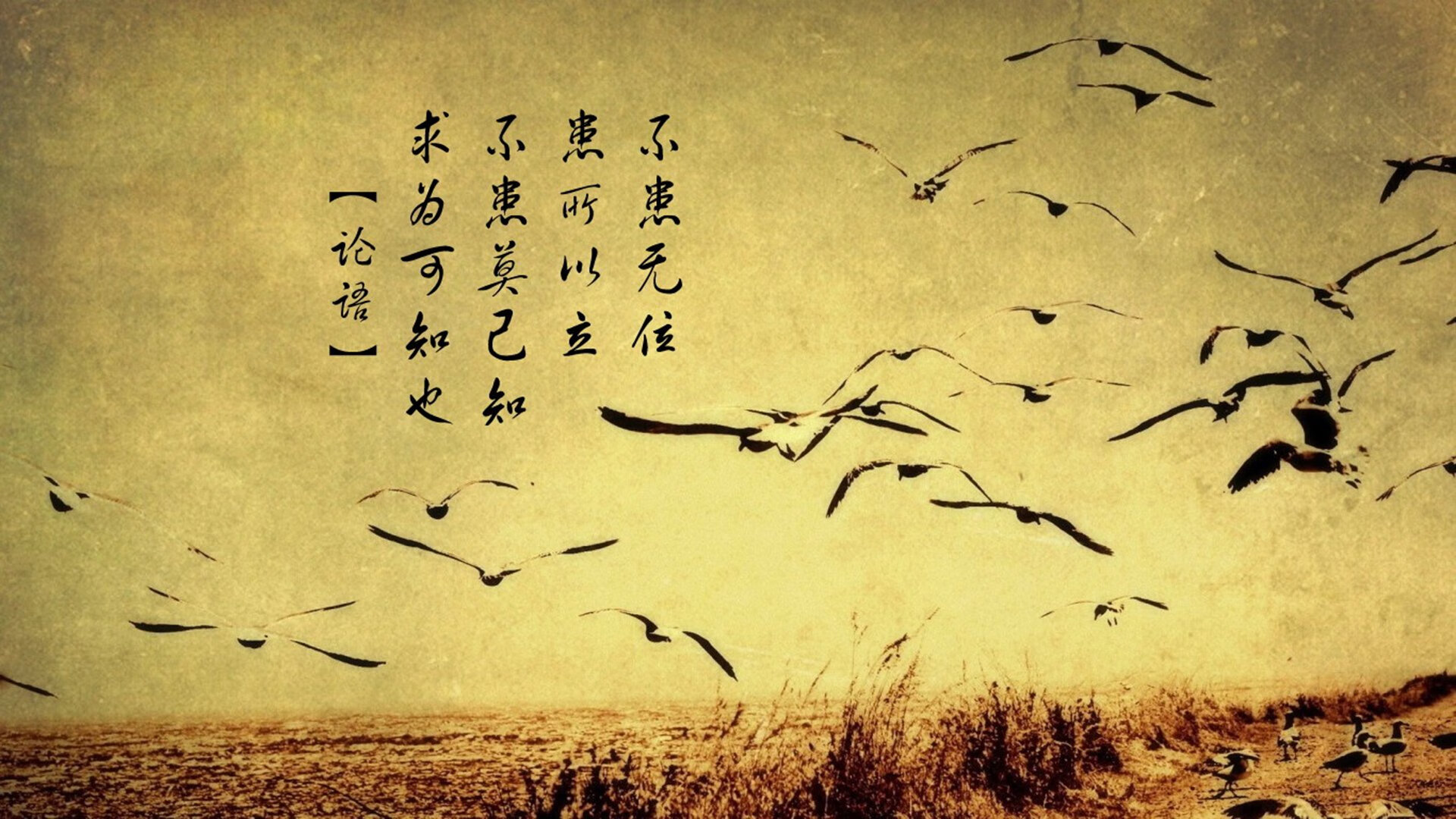 《每日镜报》：荷兰女足在预选赛中与德国队激战，荷兰女足德国女足