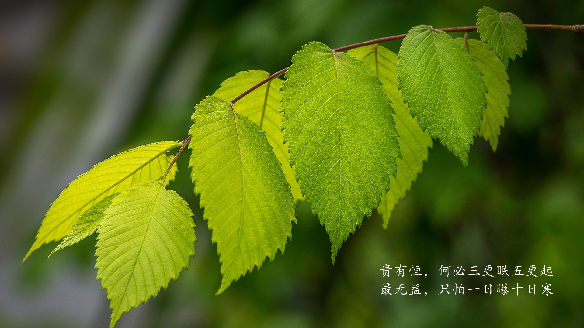 _老鹰年轻球员表现出色，焕发新气象_，老鹰球员阵容